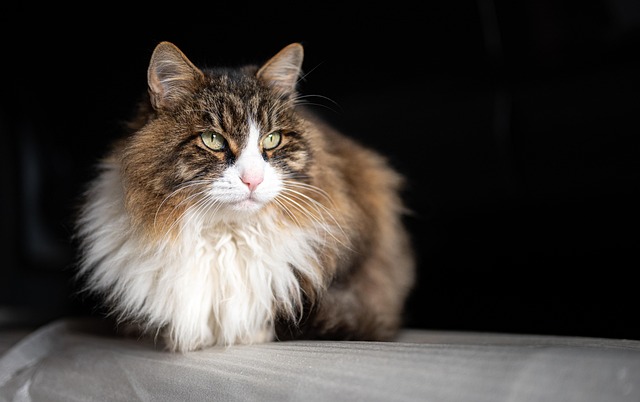 Pet sitting services near me in Albany, NY