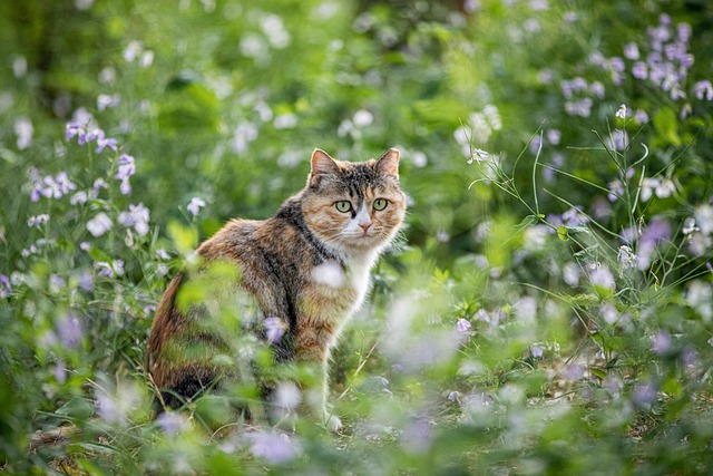 Pet sitting services near me in Albany, NY