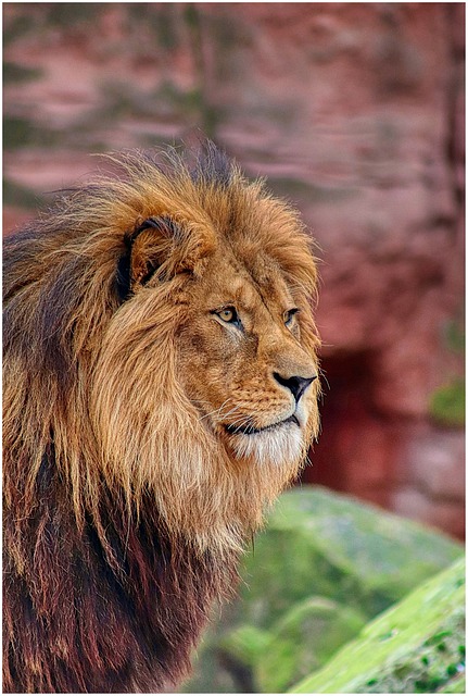 Rental applications with pets Albany, NY