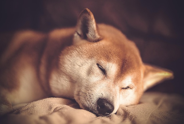 Renewing ESA Registration: Albany, NY Guide for Support Animals