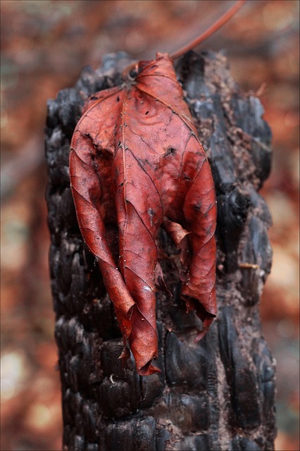 fire damage