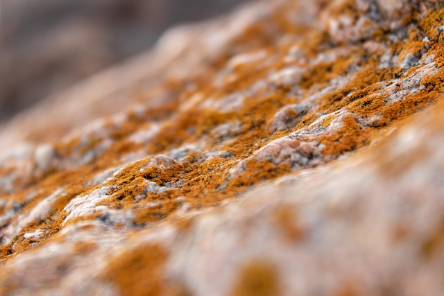 mold remediation