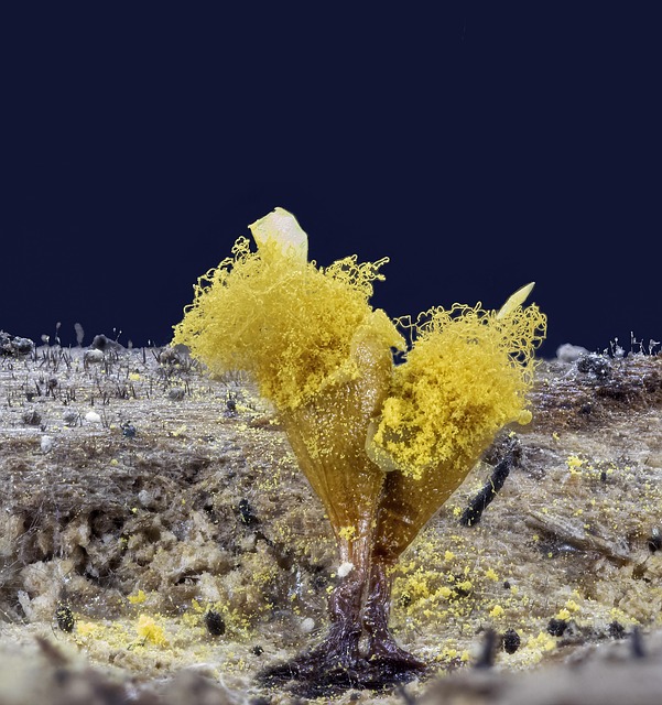 mold removal