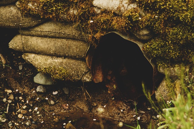 sewage cleanup