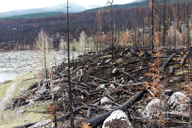 fire damage