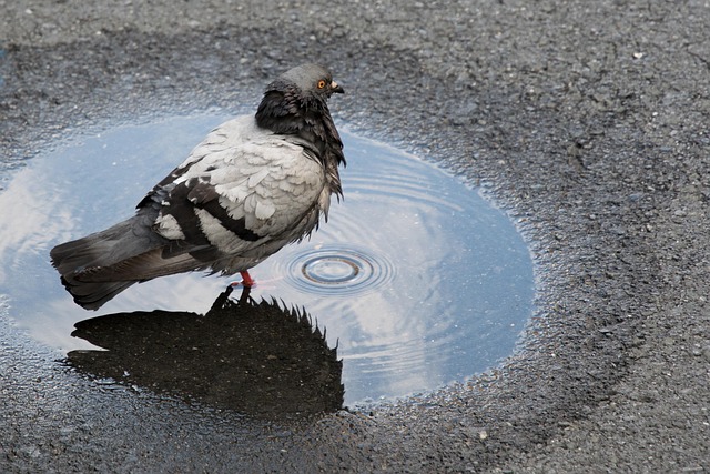 asphalt