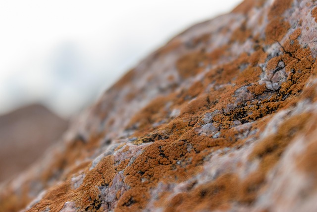 mold-removal-640x480-58273328.jpeg