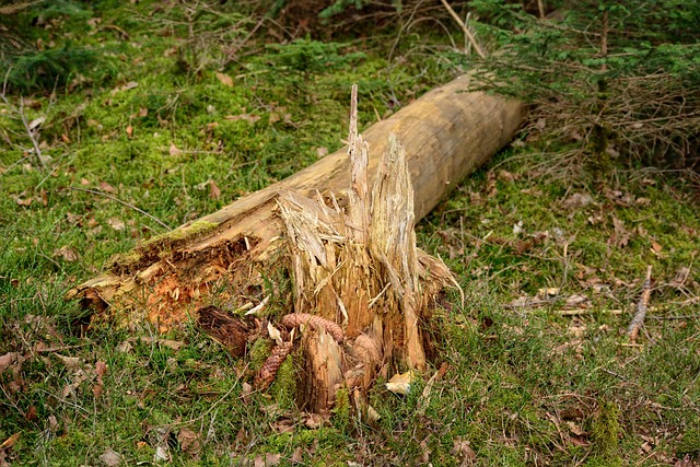 property damage